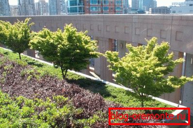 Do-it-yourself green roof - technology and features