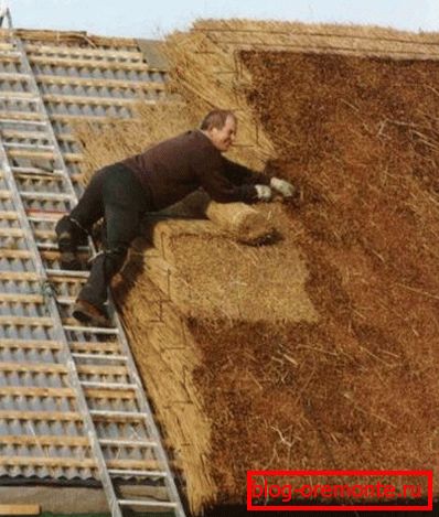 Laying straw on the crates