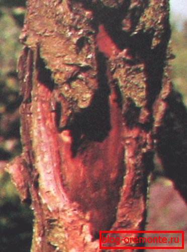 Tree disease Tree disease