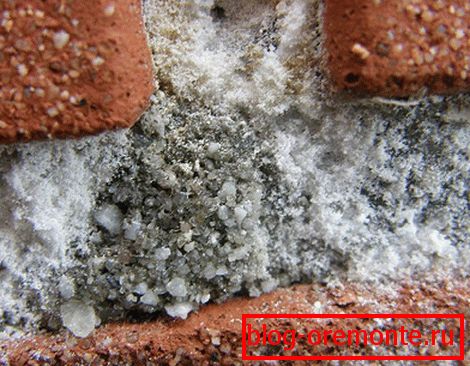These are salt crystals that destroy the facade material.