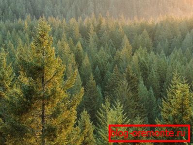 Photos of coniferous forest - the main supplier of lumber Photos of coniferous forest - the main supplier of lumber