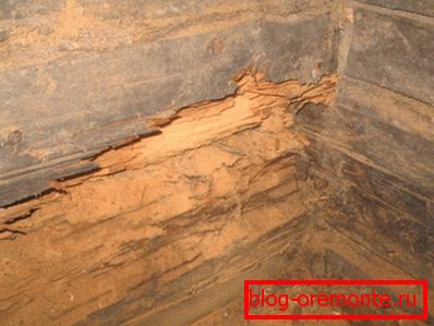 The photo clearly shows the rotted crowns. The photo clearly shows the rotted crowns.