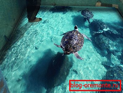 It seems that the turtle is real