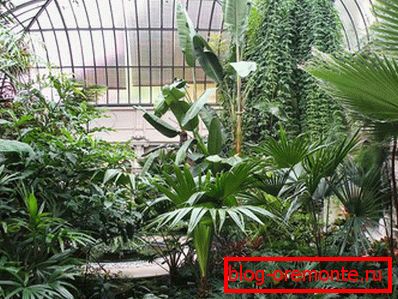 Glass roof in the winter garden