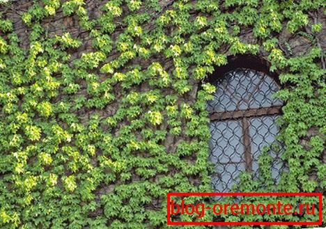 Varieties of landscaping